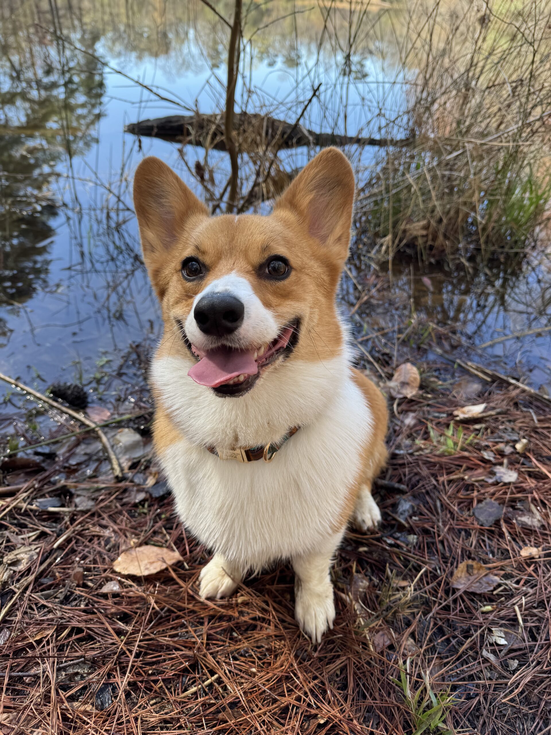 Happy Doggy | Loblolly Wellness Collective | Knightdale NC