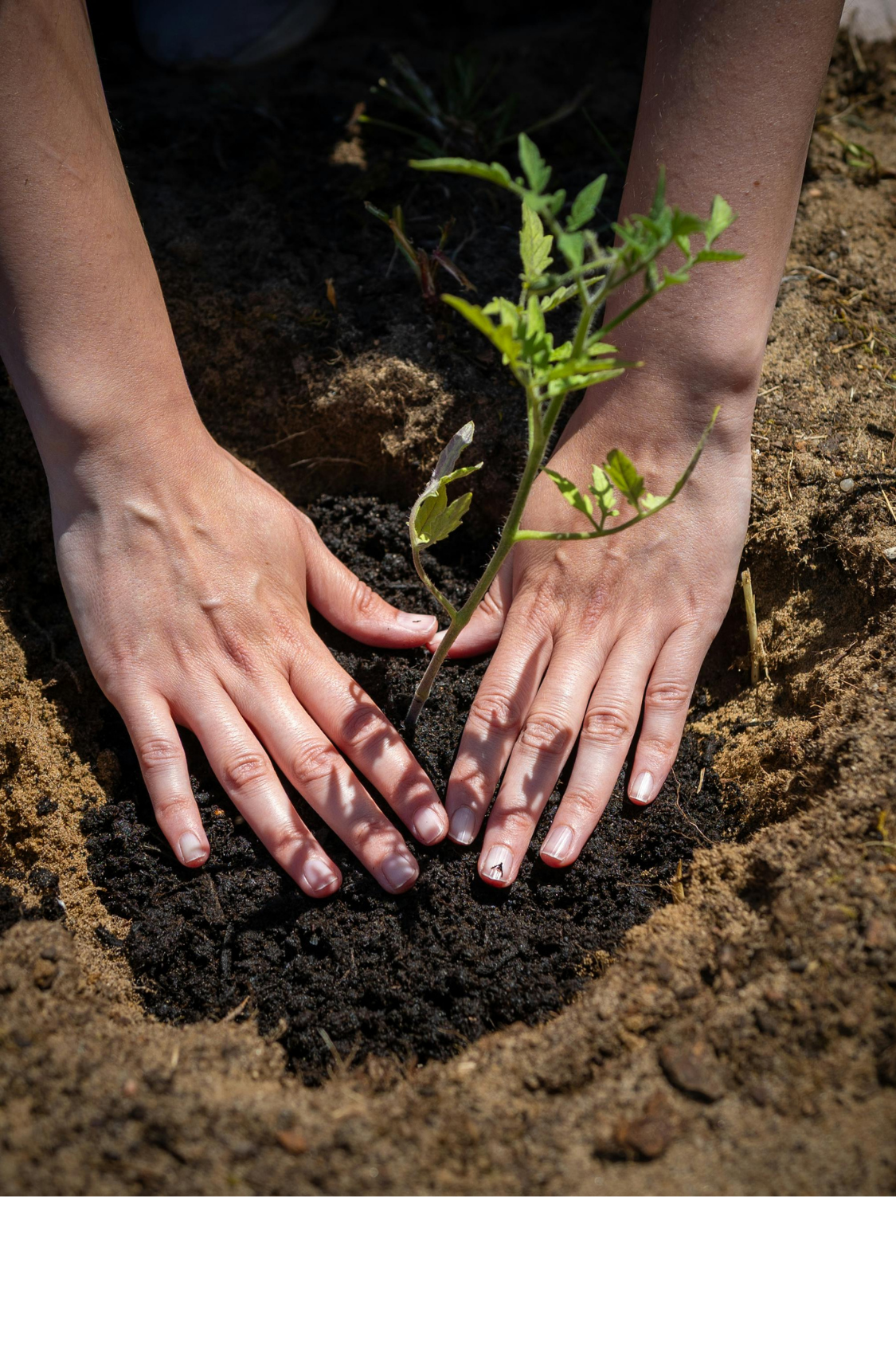 19 Planting in Garden | Loblolly Wellness Collective | Knightdale NC
