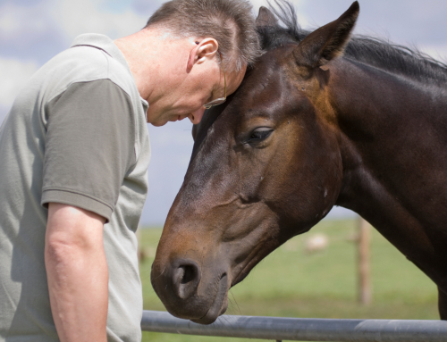 How Animal-Assisted Therapy Becomes Part of the Healing Process